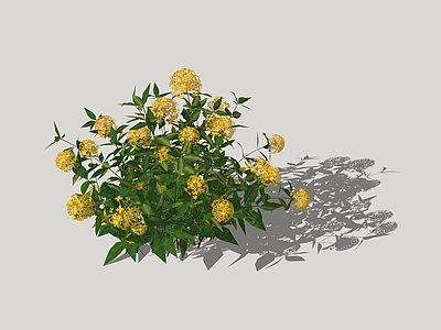 金丝桃 灌木球