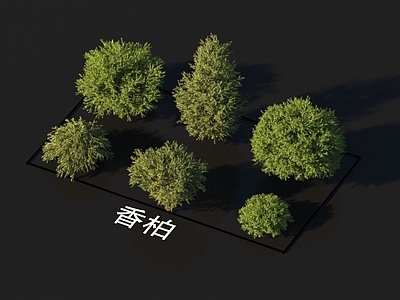 香柏 植物类