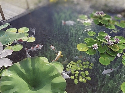 荷花 荷叶 锦鲤池荷花 池塘水景