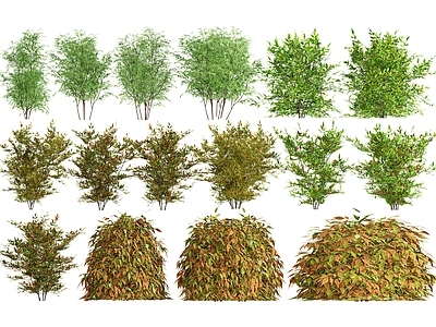 南天竹 庭院灌木 常用灌木 景观植物 低矮灌木