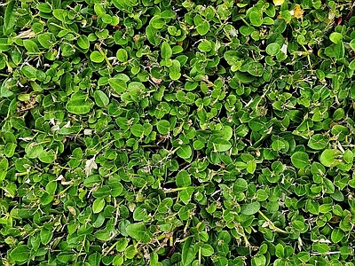 灌木绿植墙