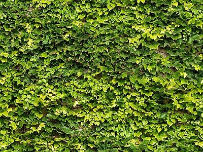 灌木绿植墙