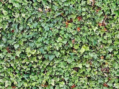 灌木绿植墙