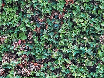 灌木绿植墙