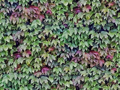 灌木绿植墙