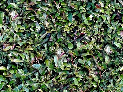 灌木绿植墙