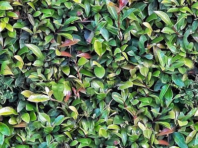 灌木绿植墙