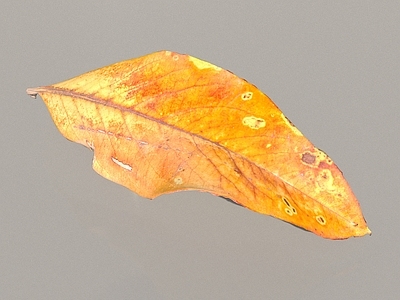 植物树叶 叶子