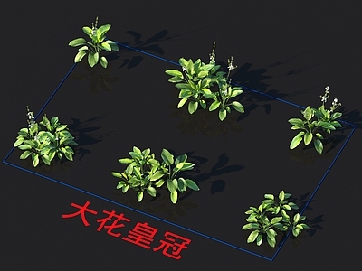 大花皇冠 花草