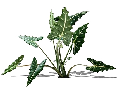 2D撒利安海芋