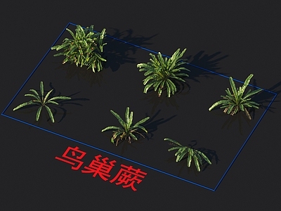 鸟巢蕨 花草 植物类