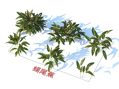 蝎尾蕉 花草 植物类