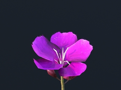 花 野花 花朵