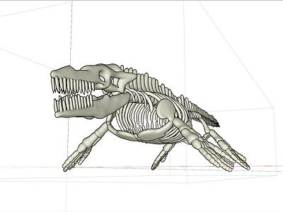 动物骨架 鳄鱼骨架
