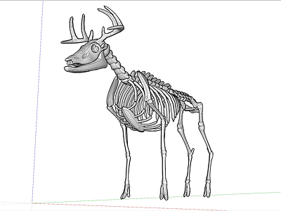动物鹿骨架