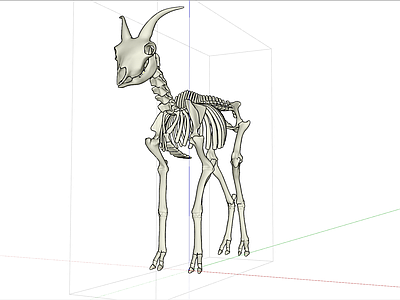 动物羊骨架