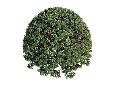 灌木 绿植 球形植物