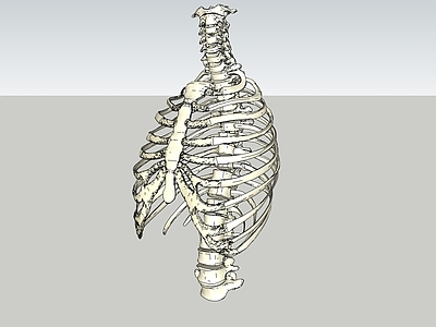 医疗教学骨骼 胸骨 脊椎