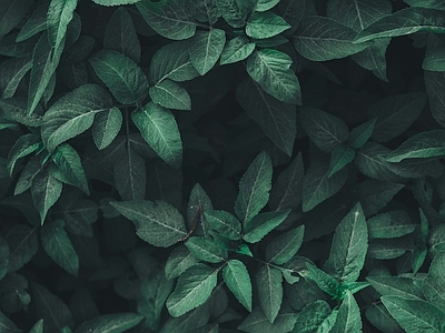 植物绿植墙