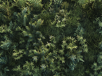 绿植景观墙