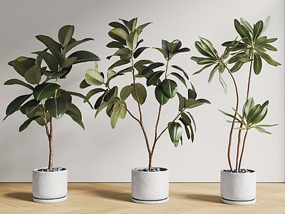 盆栽 盆栽 植物 落地盆栽 绿植 橡胶树