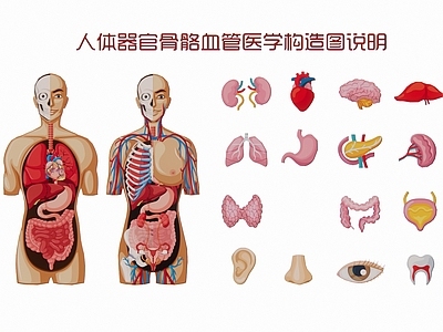 现代人体器官骨骼血管医学构造图