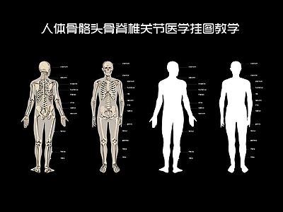 现代人体器官骨骼血管医学构造图