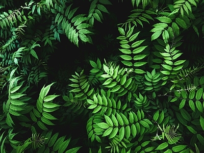 绿植植物墙