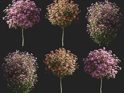 月季玫瑰灌木开花树木 玫瑰树月季树藤本 庭院花园爬藤粉色月季玫瑰