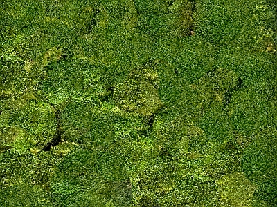 现代植物墙