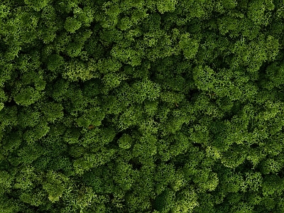 绿色植物墙