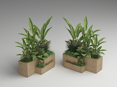 现代花箱 植物