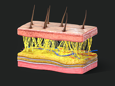 皮肤横截面 人体皮肤 皮肤 外皮系统 细胞 人 人头结构 头发