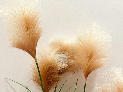 绿植植物墙