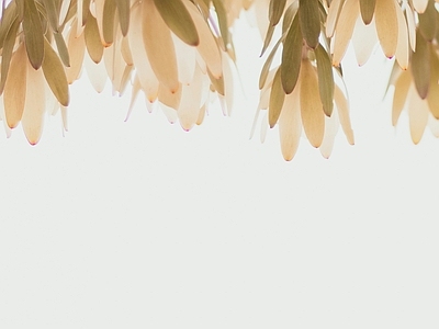 绿植外墙墙面