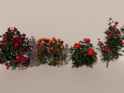 月季 牡丹 芍药 茶花