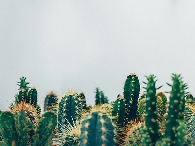 仙人掌绿植墙墙面