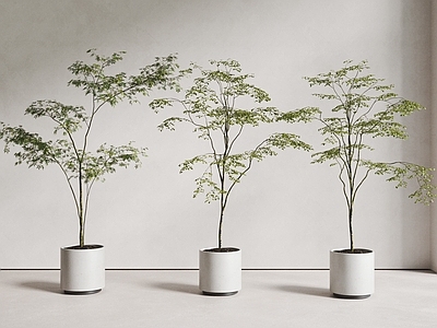 盆栽 盆栽植物 绿植 落地植物 鸡爪槭