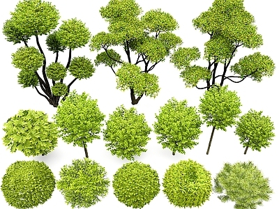 灌木球 庭院灌木 植物球 灌木组合 低矮灌木 常用灌木球