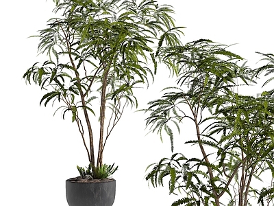 植物盆栽