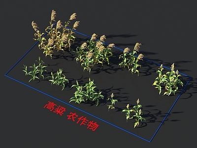 高粱 农作物 植物类