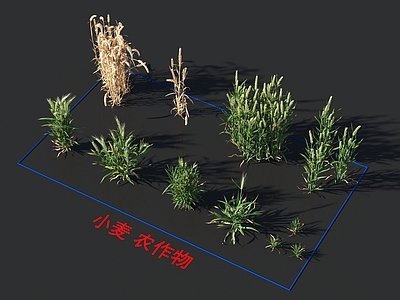 小麦 农作物 植物类