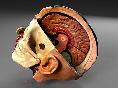 大脑结构 头部结构 医疗器材