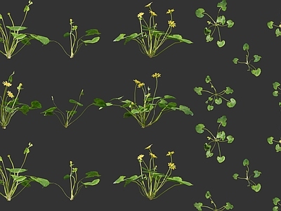 现代白屈菜山黄连草药 断肠草白屈菜植物灌木花草组合 地黄连中草药