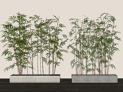 竹子盆栽 水泥花坛