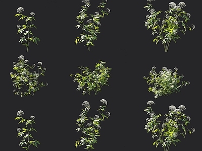 现代毒芹中草药花草花卉植物组合 芹菜开花植物 毒芹根草药植物灌木花草花卉