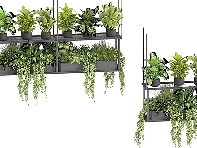 现代植物绿植盆栽