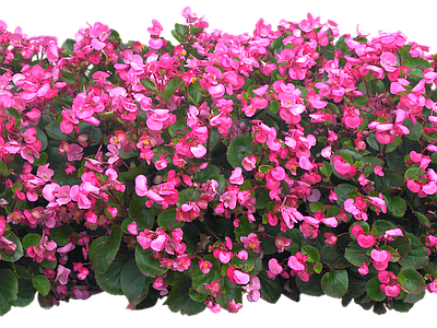png免抠四季秋海棠 花