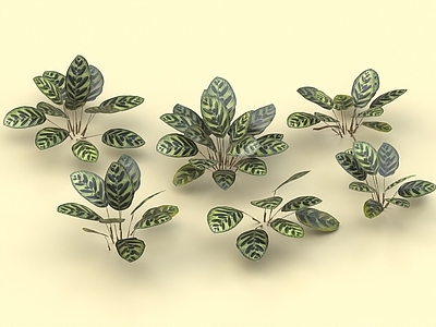 孔雀竹芋 灌木 植物 花草