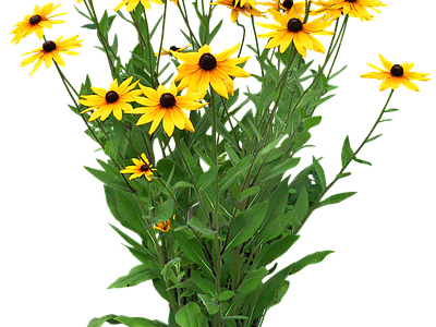 png免抠金光菊 花